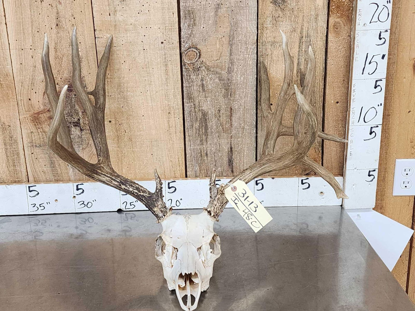 Big Nontypical Mule Deer Antlers On Skull (1 of 12)
