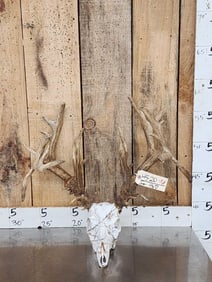 200 Class Whitetail Antlers On Skull