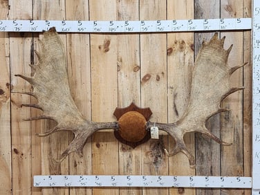 66" Wide Moose Antlers On Plaque