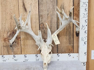 RARE 240 Class Shared Pedicle Whitetail Antlers On Skull