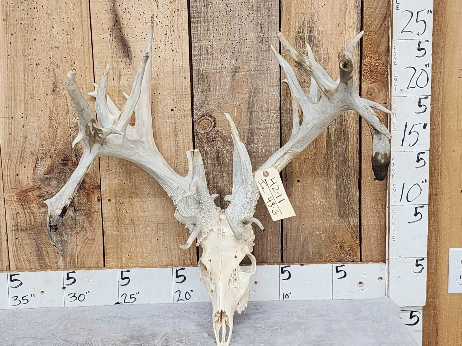 RARE 240 Class Shared Pedicle Whitetail Antlers On Skull (1 of 7)