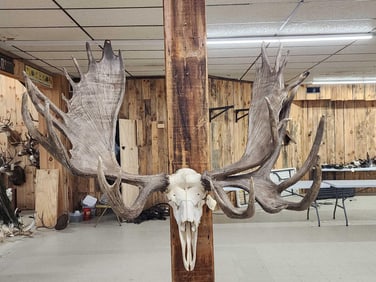 Monster Double Main Beam Moose Antlers On Skull