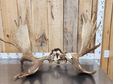 42" Wide Moose Antlers On Skull Plate