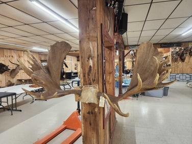 Impressive 71" Wide Record Book Reproduction Moose Antlers On Skull Plate