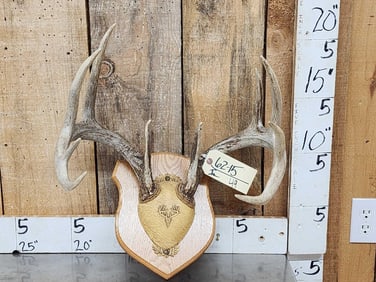 5x5 Whitetail Antlers On Plaque