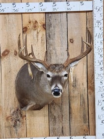 Nice 6x5 Whitetail Shoulder Mount Taxidermy