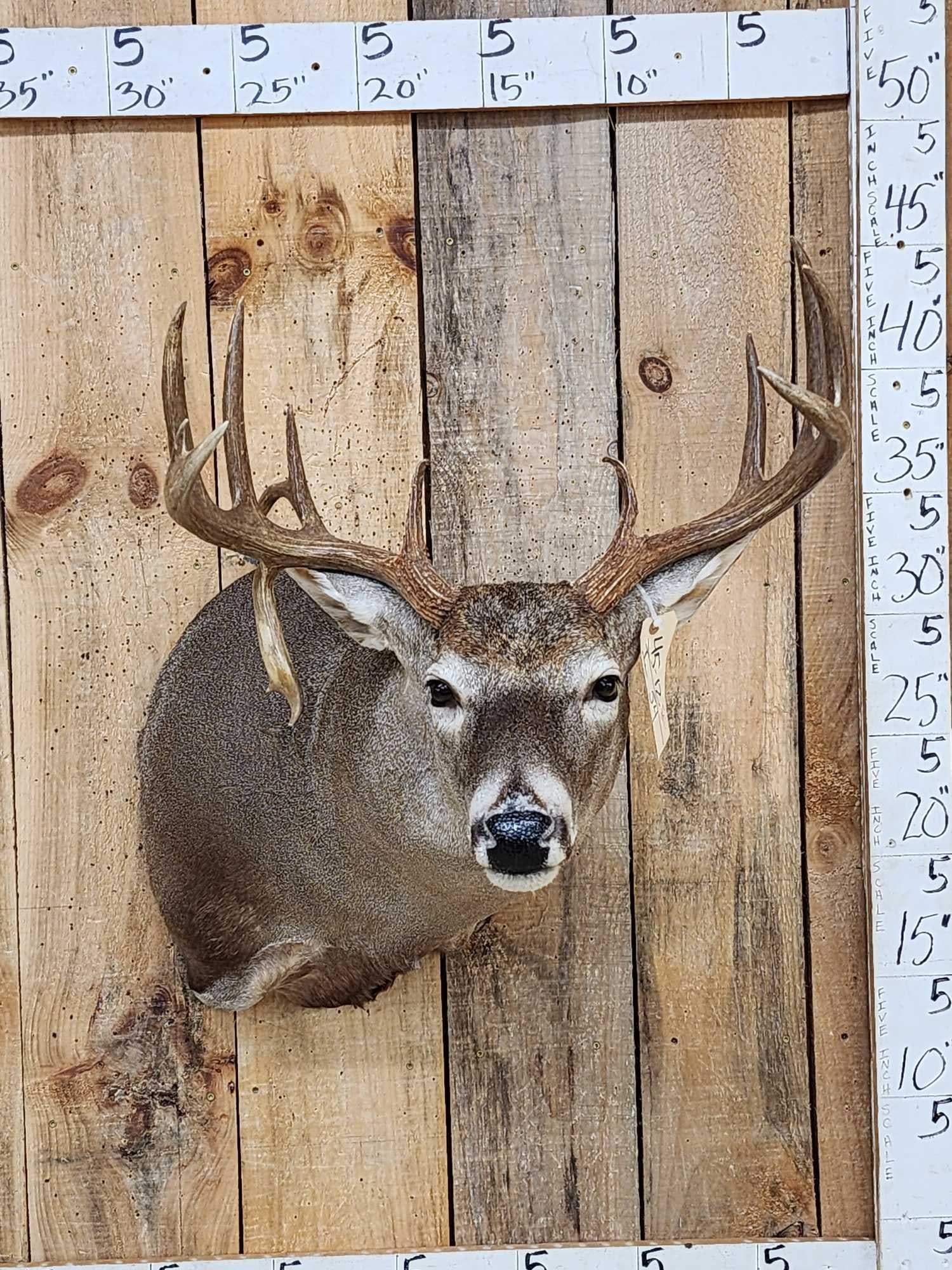Nice 6x5 Whitetail Shoulder Mount Taxidermy (1 of 7)