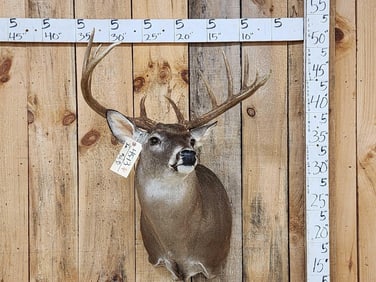 Nice 6x5 Whitetail Shoulder Mount Taxidermy