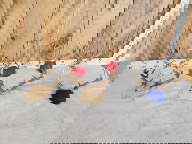 7 Sets Of Whitetail Antlers On Plaques