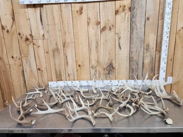 27.9 Lbs Of Whitetail Antlers