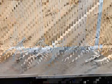 19 Lbs Of Whitetail Shed Antlers