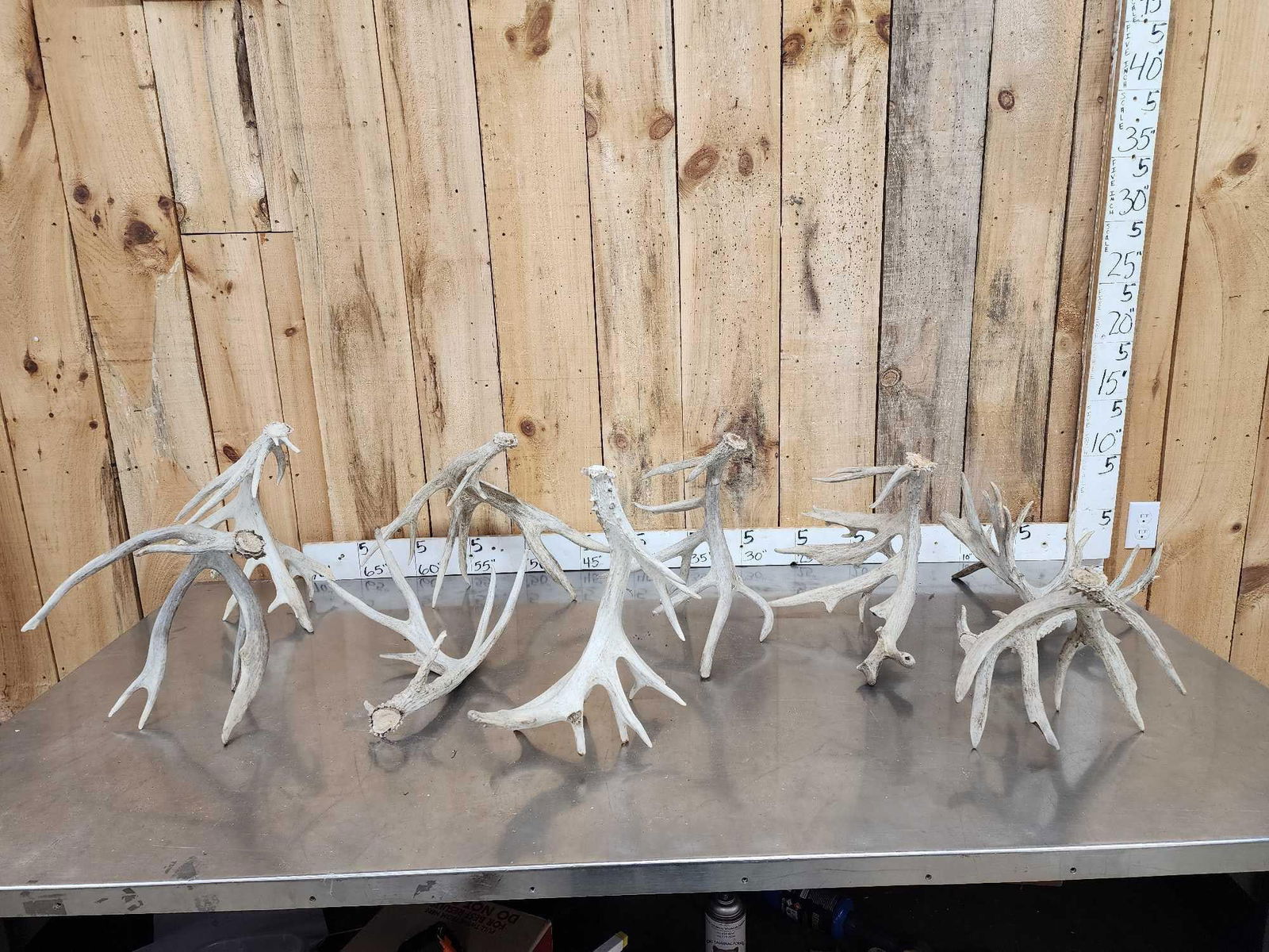 19 Lbs Of Whitetail Shed Antlers: 58.15 All big sheds 7 of them self standers great for crafts antler lighting or decor 9 pcs