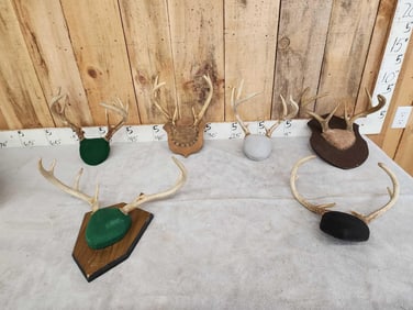 6 Sets Of Whitetail Antlers On Plaques