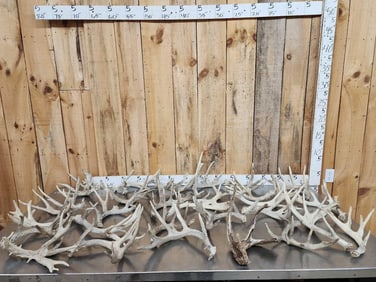 37.1 Lbs Of Whitetail Shed Antlers