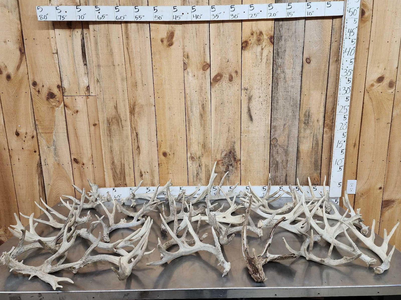37.1 Lbs Of Whitetail Shed Antlers: 54.26 Some gnarly sheds in this group with one bonus cut off antler 27 Pcs great for crafts decor or dog chews