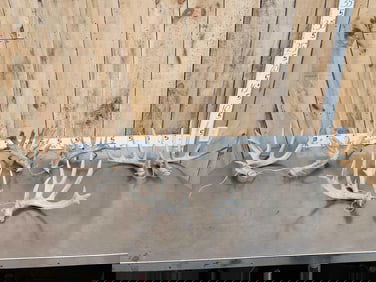 4 Sets Of Whitetail Shed Antlers