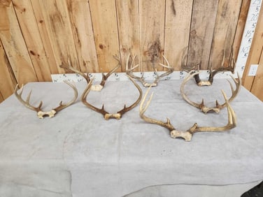 7 Sets Of Whitetail Antlers On Skull Plate