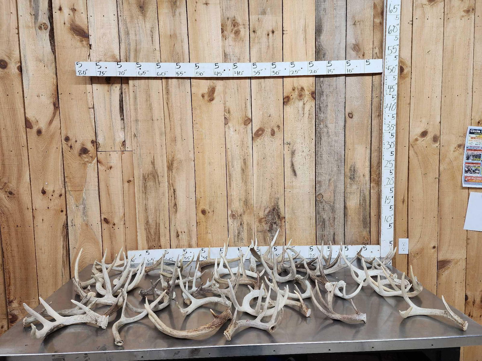 35.7 Lbs Of Whitetail Antlers: 54.27 Mixture of sheds cuts below the burr so.e good color in this lot great for crafts decor or dog chews 37 Pcs