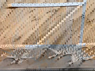 5 Sets Of Whitetail Shed Antlers