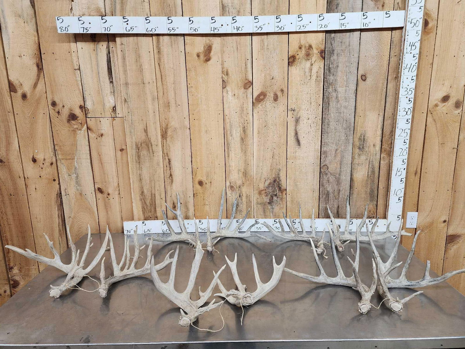 5 Sets Of Whitetail Shed Antlers: 58.17 All nice sets 19.1 lbs