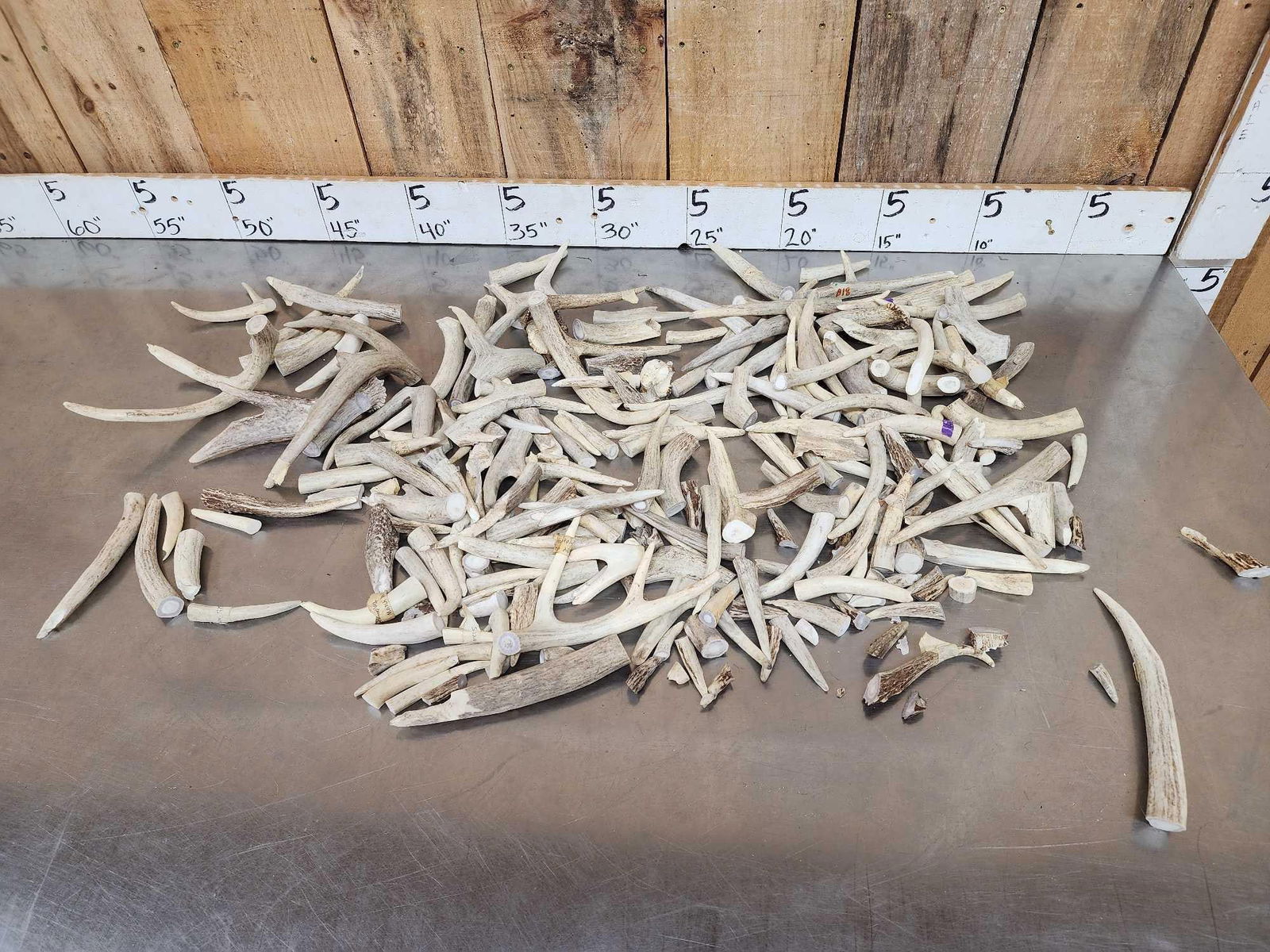 17.4 Lbs Of Deer Antler Chunks: 54.31 Big variety of sizes great for crafts