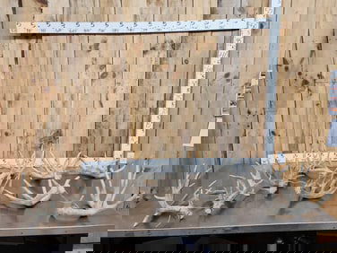 5 Sets Of Whitetail Shed Antlers