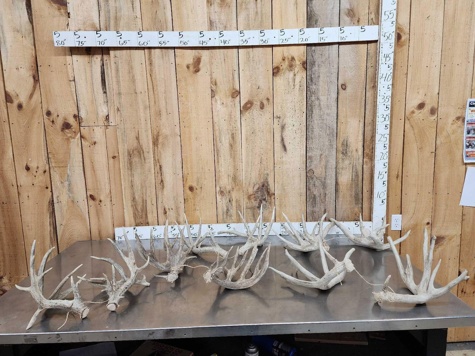 5 Sets Of Whitetail Shed Antlers: 58.18 All big sheds great for crafts or decor