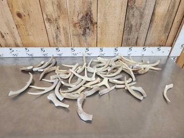 10.6 Lbs Of Whitetail Antler Chunks Dog Chews