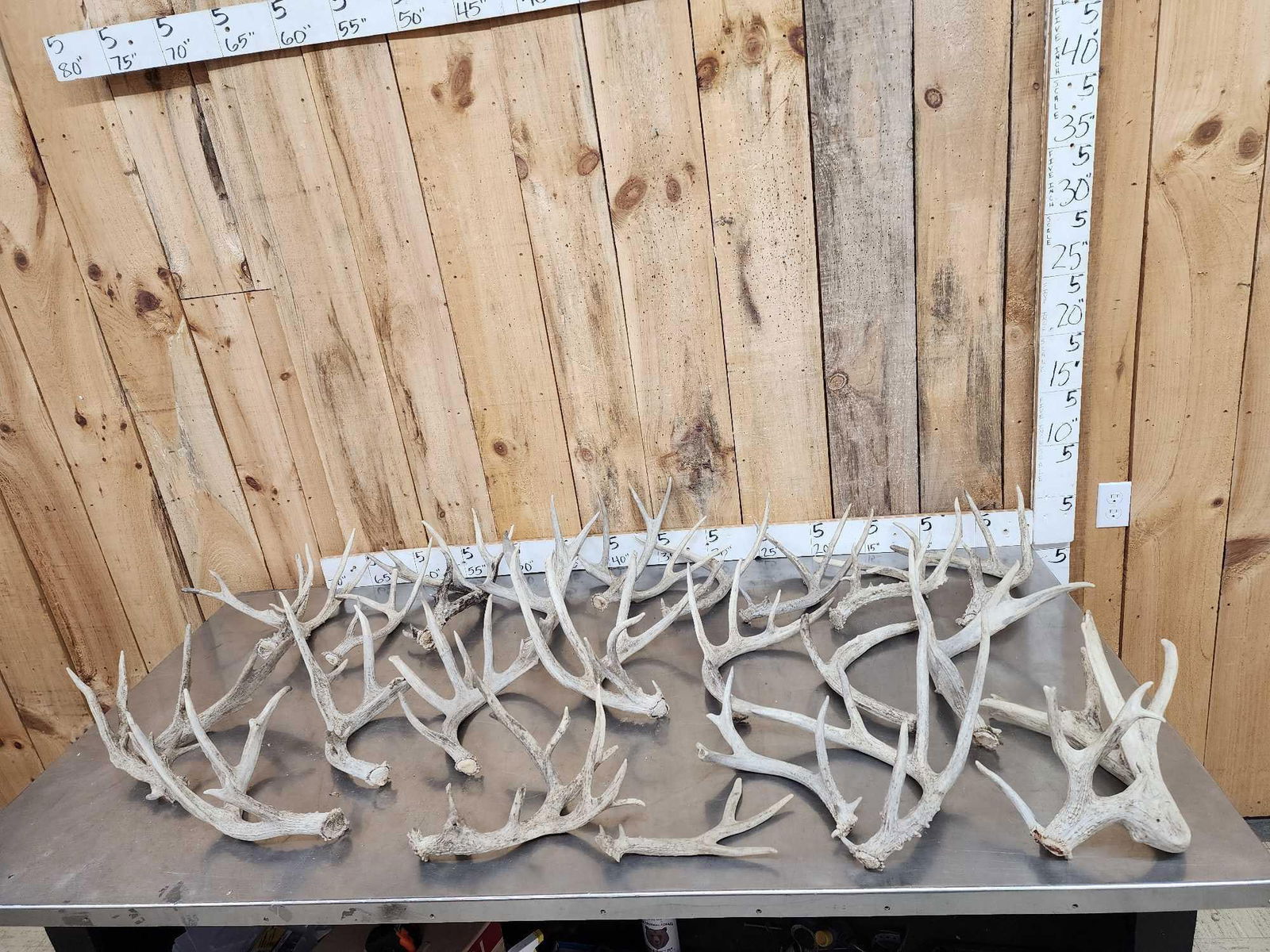 30.7 Lbs Of Whitetail Shed Antlers (1 of 9)
