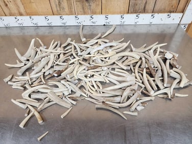 18.5 Lbs Of Whitetail Antler Tines & Chunks