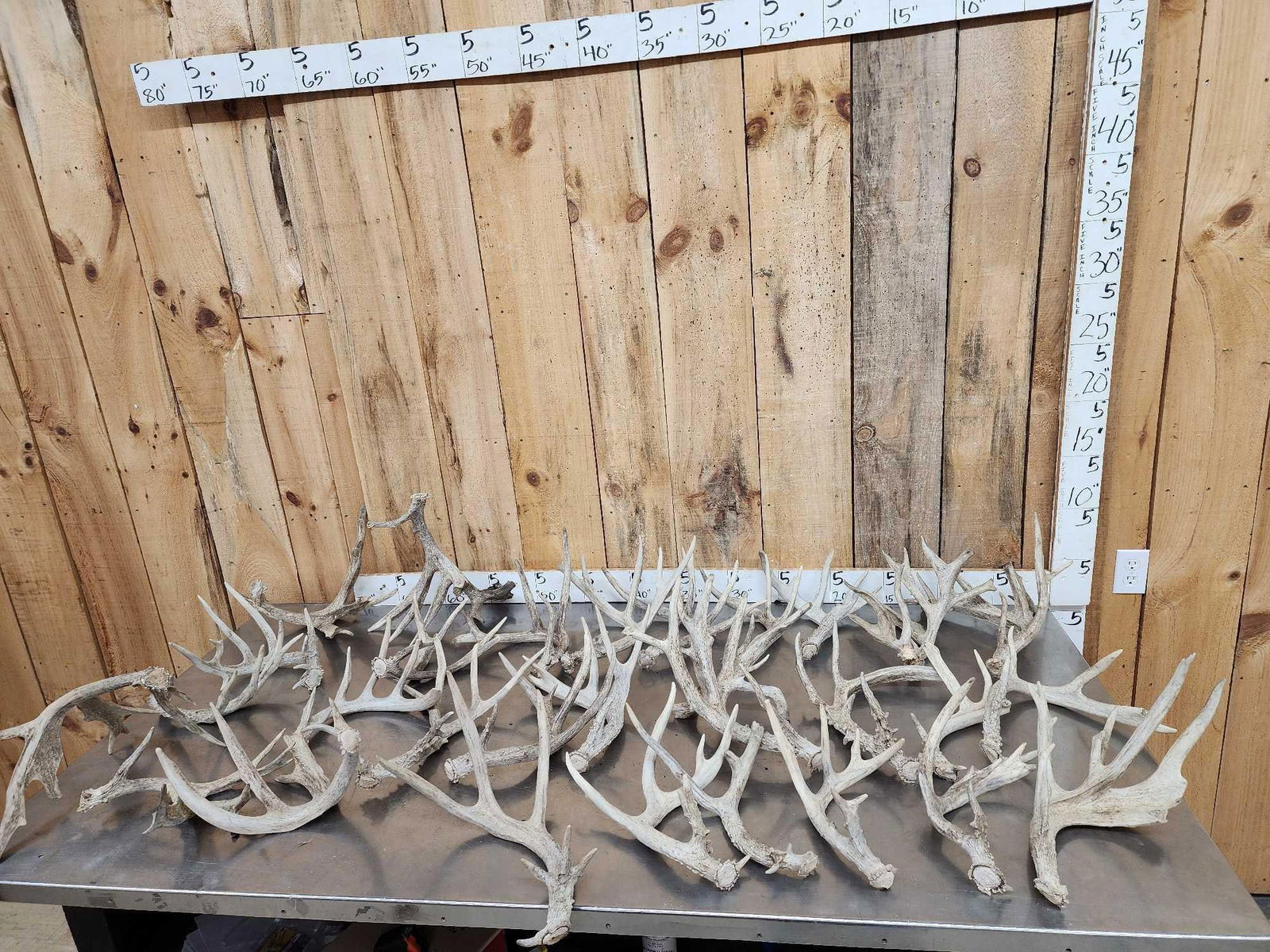 38.4 Lbs Of Whitetail Shed Antlers: 58.20 All big sheds great for crafts or decor 29 pcs