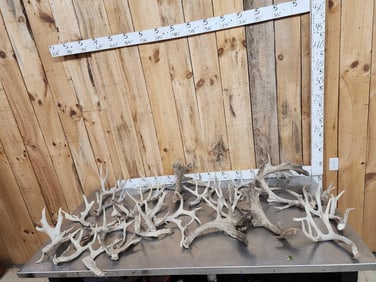 33.9 Lbs Of Whitetail Shed Antlers