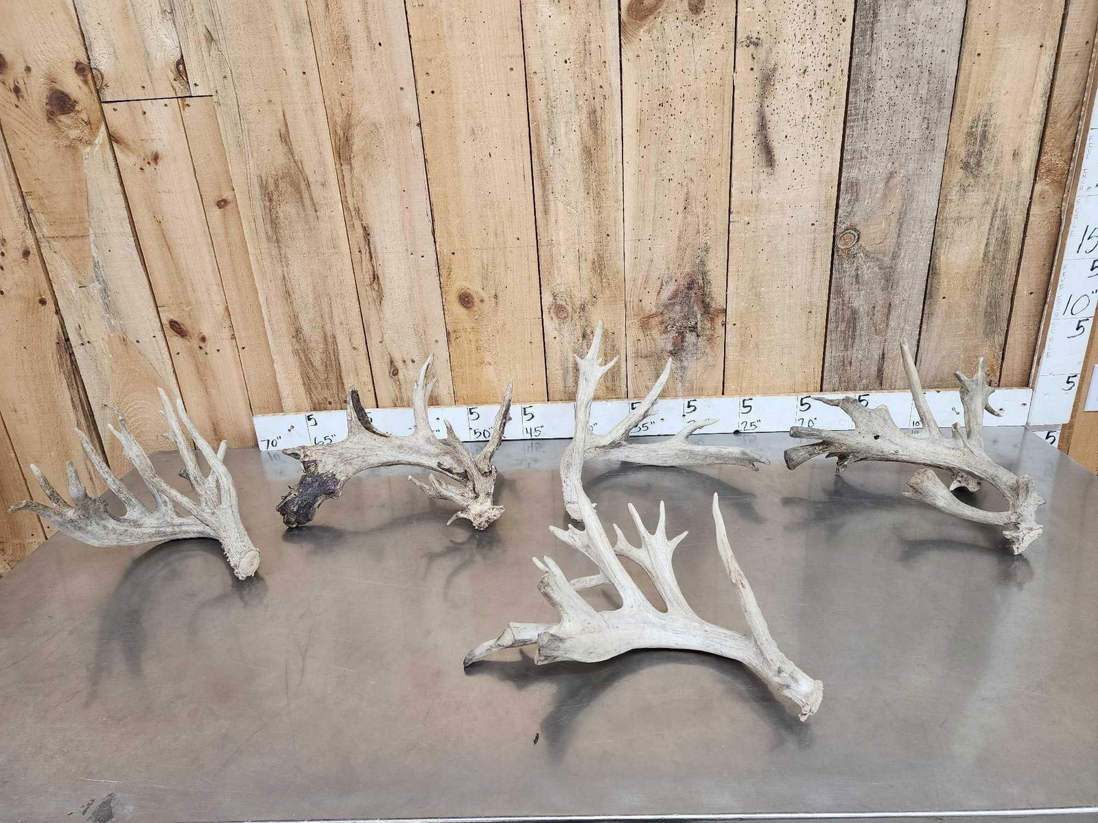 5 Giant Whitetail Shed Antlers: 58.22 All heavy Mass sheds nice collection 16.1 Lbs