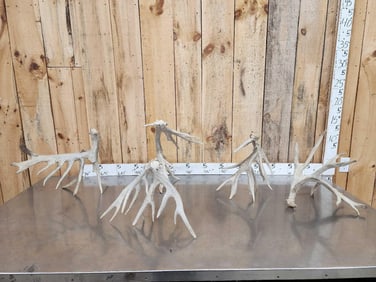 5 Big Whitetail Shed Antlers