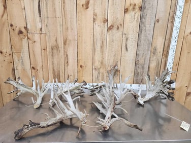 3 MASSIVE Sets Of Whitetail Cut Off Antlers