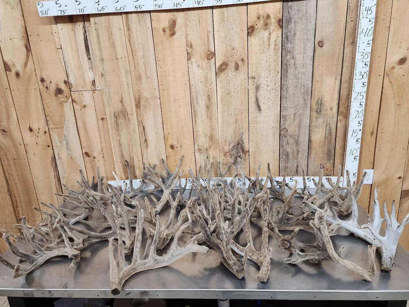 40.4 Lbs Of Cut Off Whitetail Antlers In Velvet: 58.30 Velvet has been preserved these piece are 3 years old would make for an interesting craft project 24 pcs