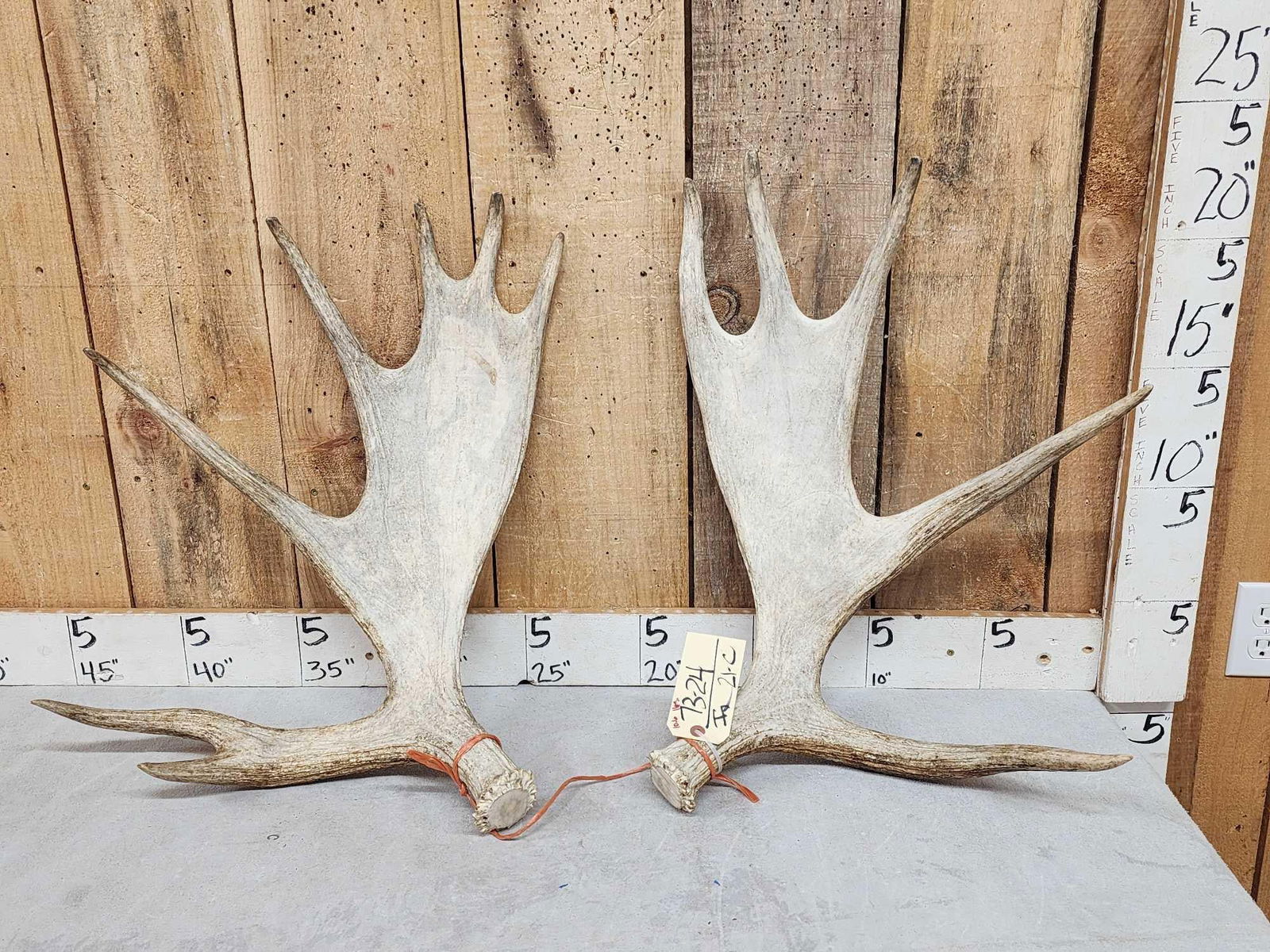 10.6 Lbs Set Of Moose Antlers (1 of 4)