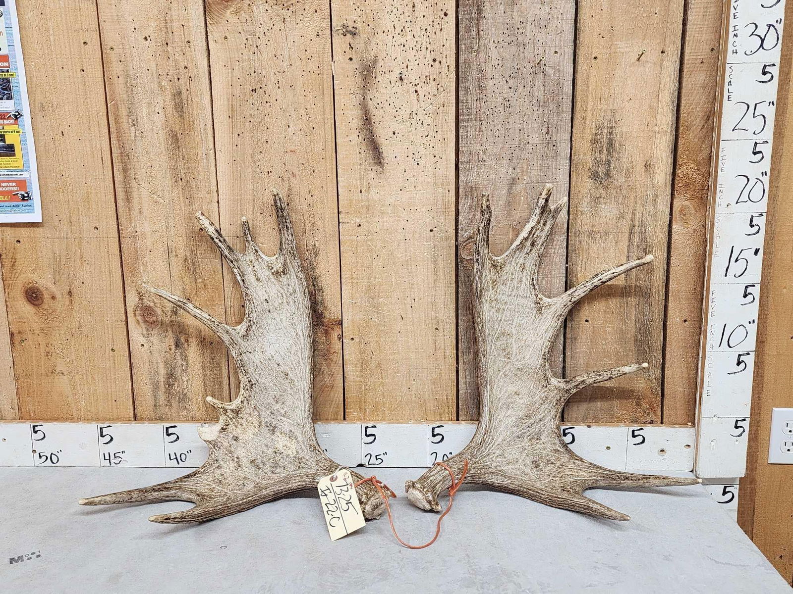 11.2 Lbs Set Of Moose Shed Antlers: 73.25 Good color great for crafts or decor