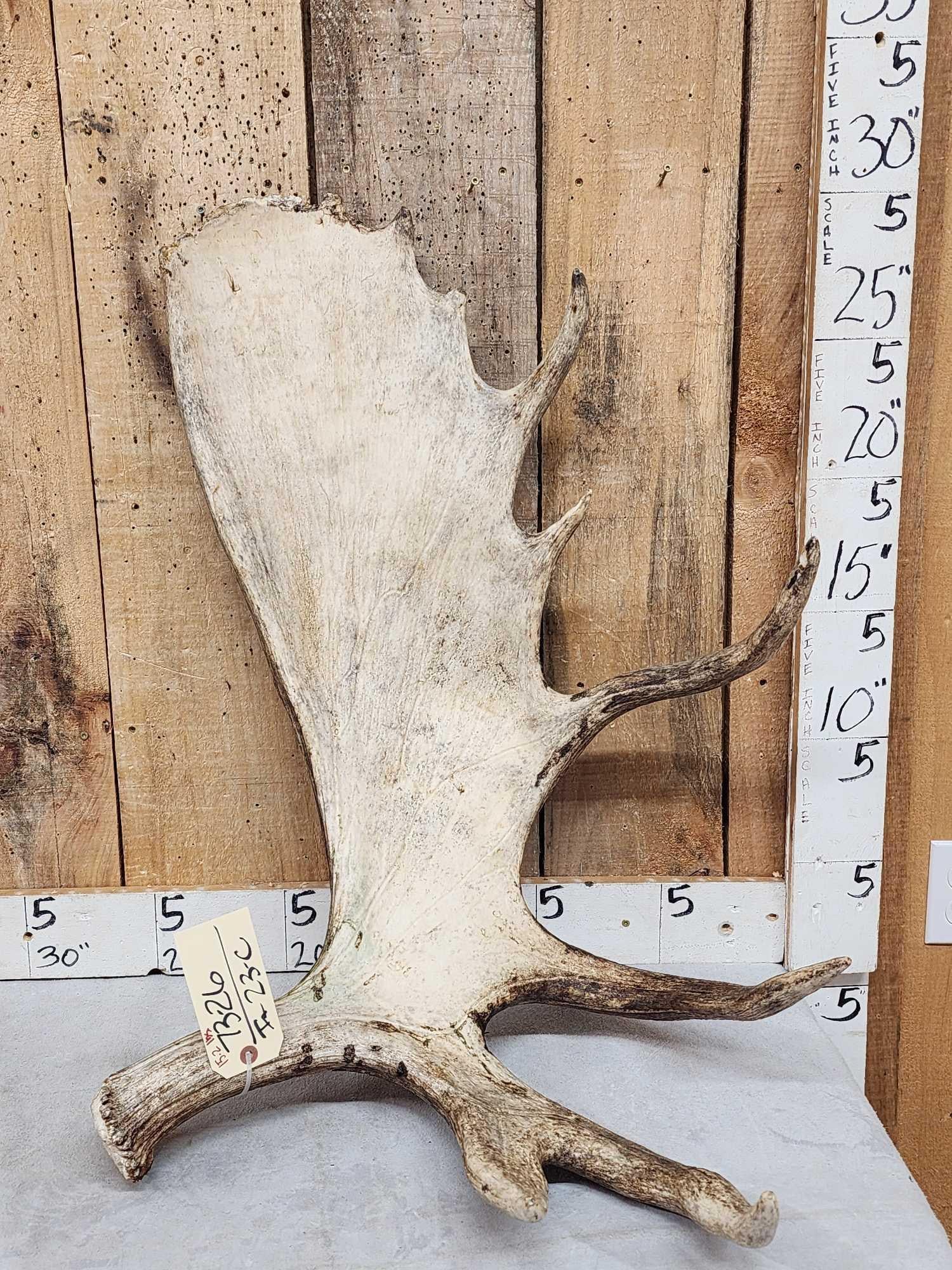15.2 Lbs Moose Shed Antler: 73.26 Big palm long tines self stander