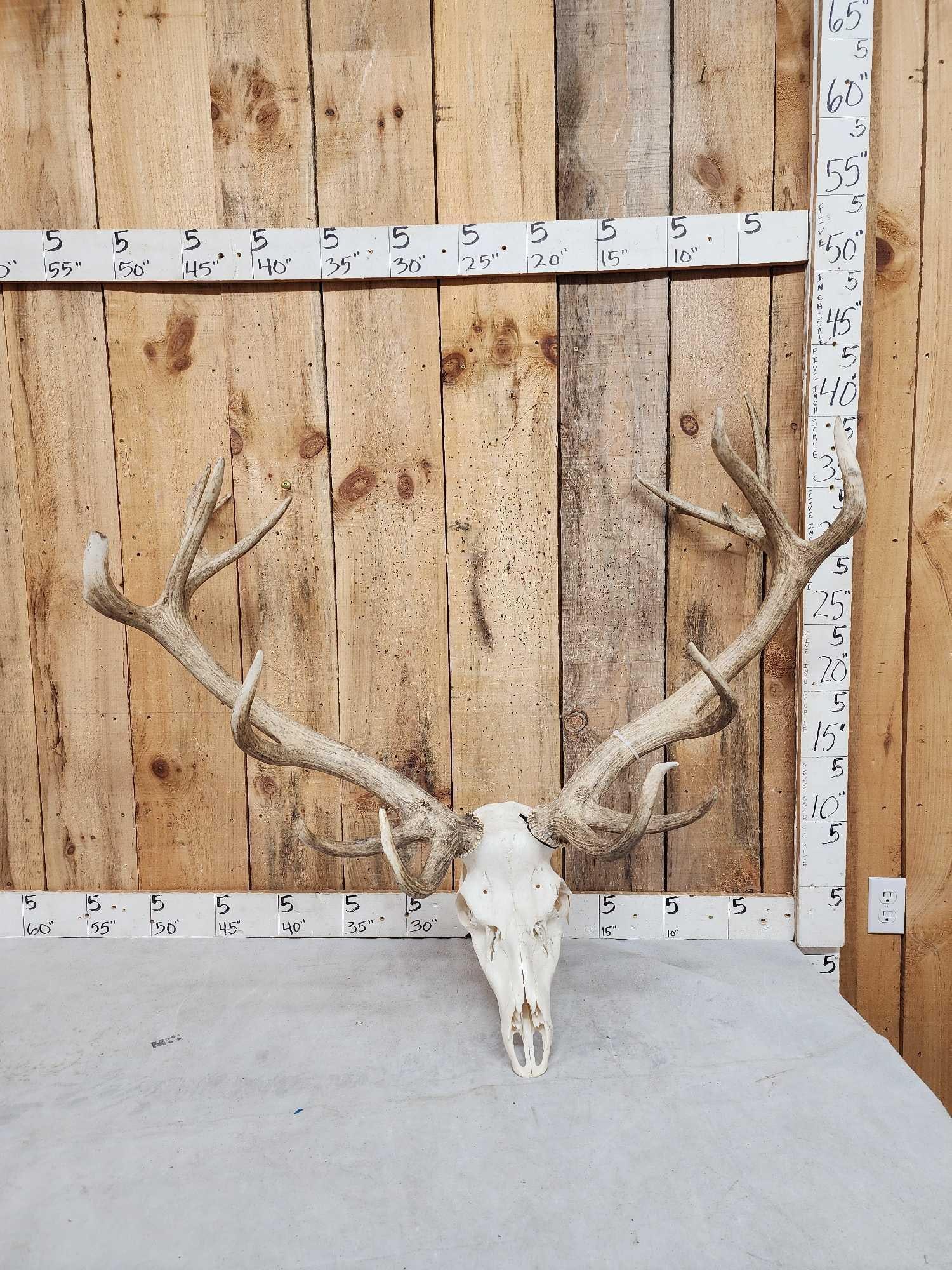 Big Red Stag Antlers On Skull (1 of 3)
