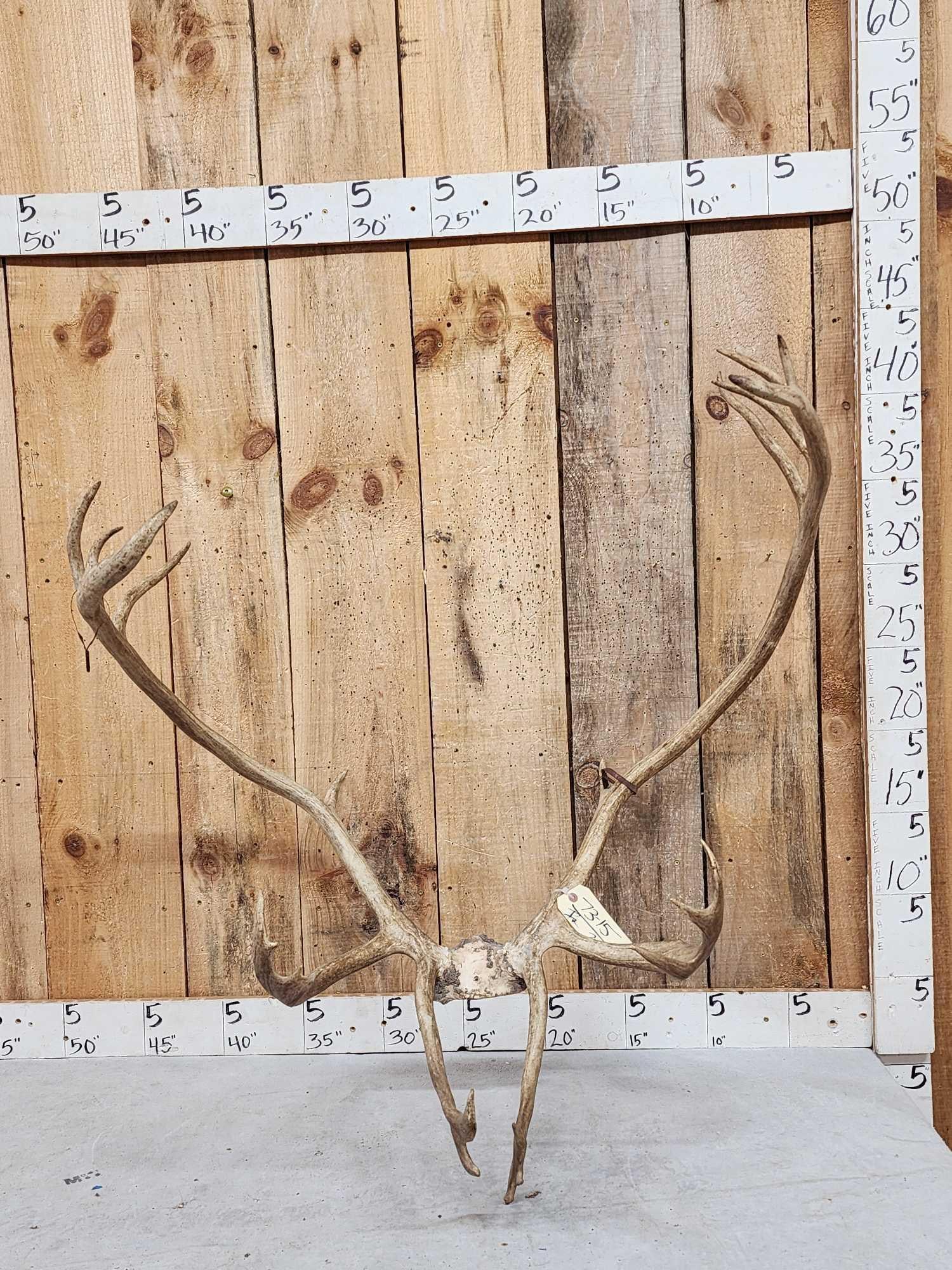 Double Shovel Caribou Antlers On Skull Plate (1 of 3)