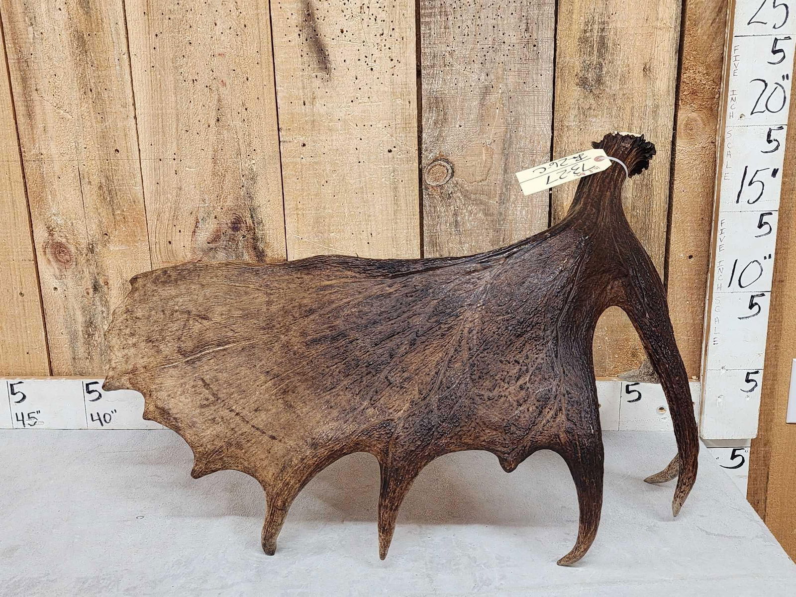 10.8 Lbs Self Standing Moose Shed Antler (1 of 4)