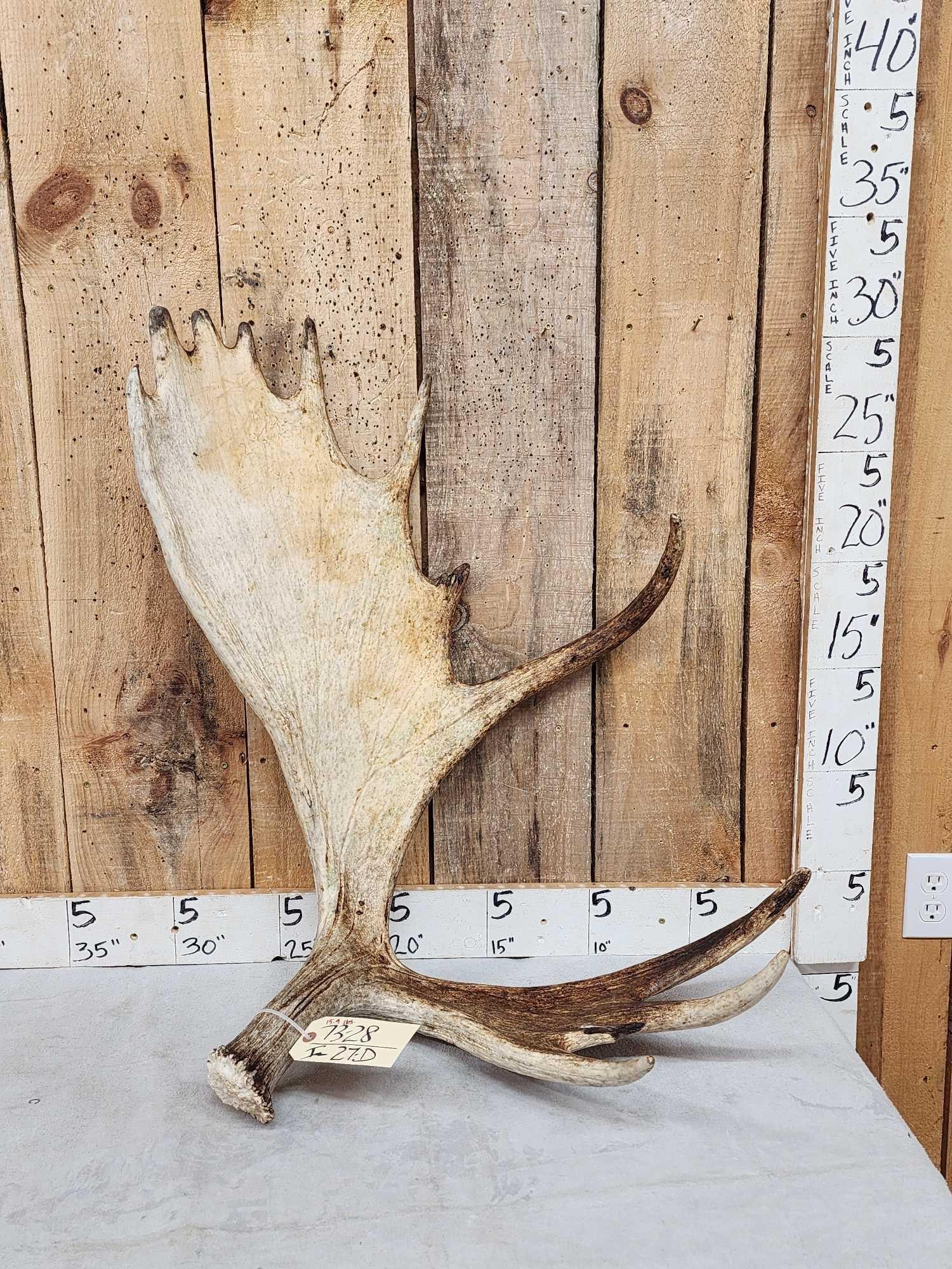 15.9 Lbs Moose Shed Antler (1 of 5)