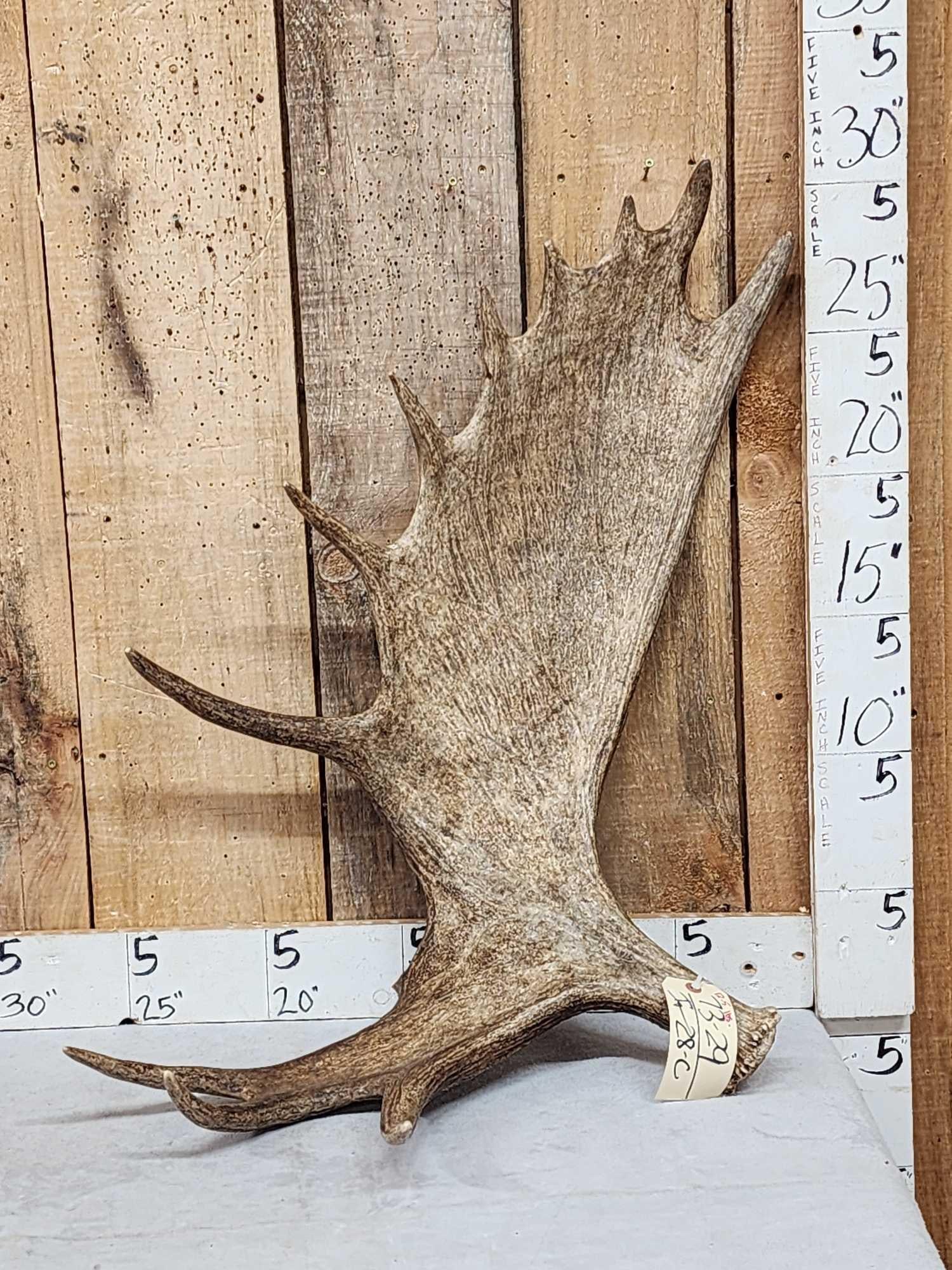 12.5 Lbs Moose Shed Antler (1 of 5)