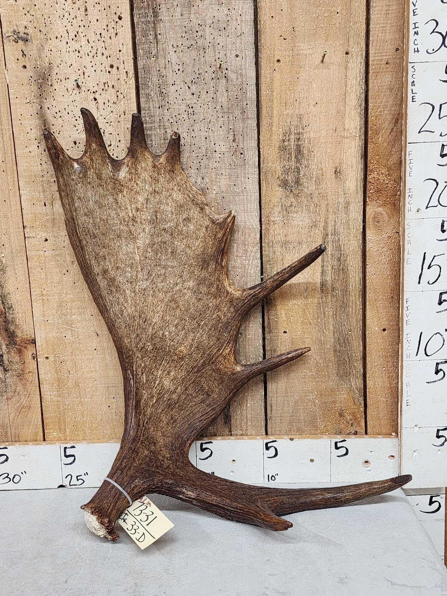 9.8 Lbs Moose Shed Antler (1 of 5)