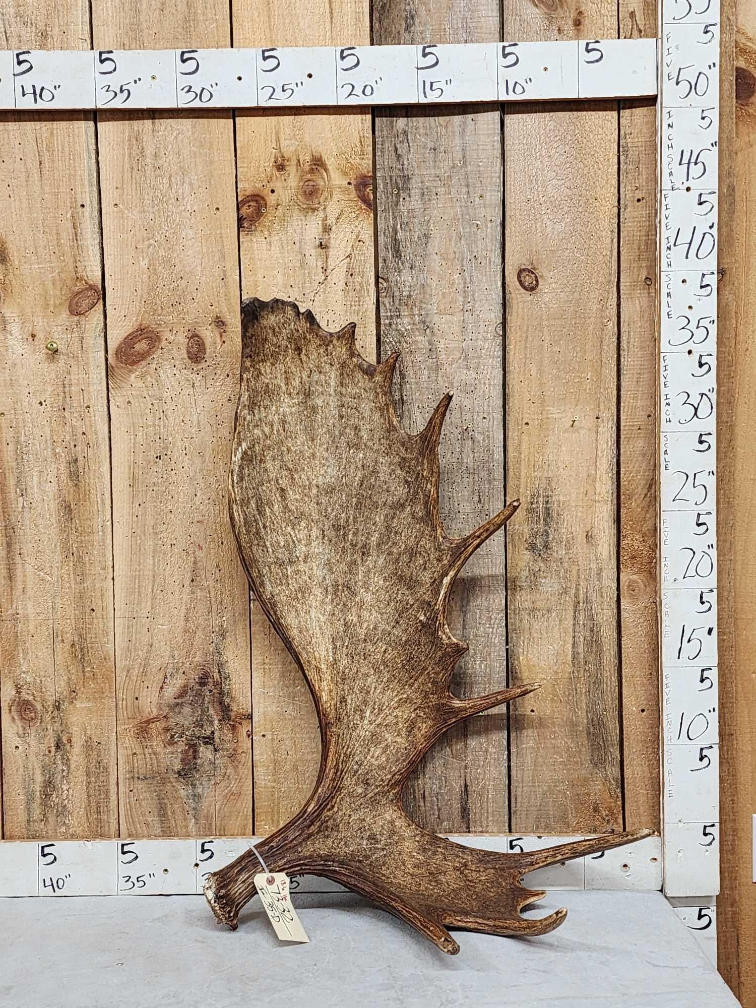18.6 Lbs Moose Shed Antler (1 of 6)
