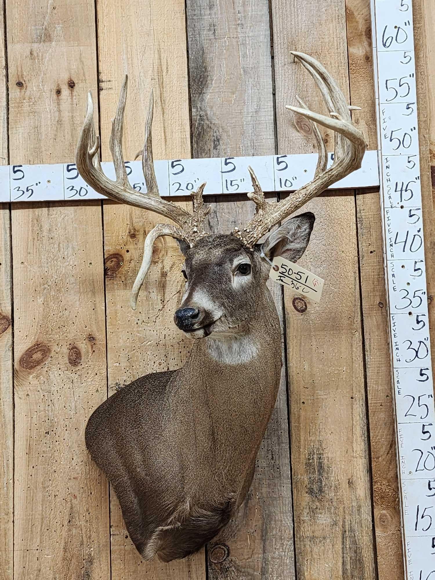 Gorgeous Wild Main Frame 6x6 Whitetail Shoulder Mount Taxidermy (1 of 11)