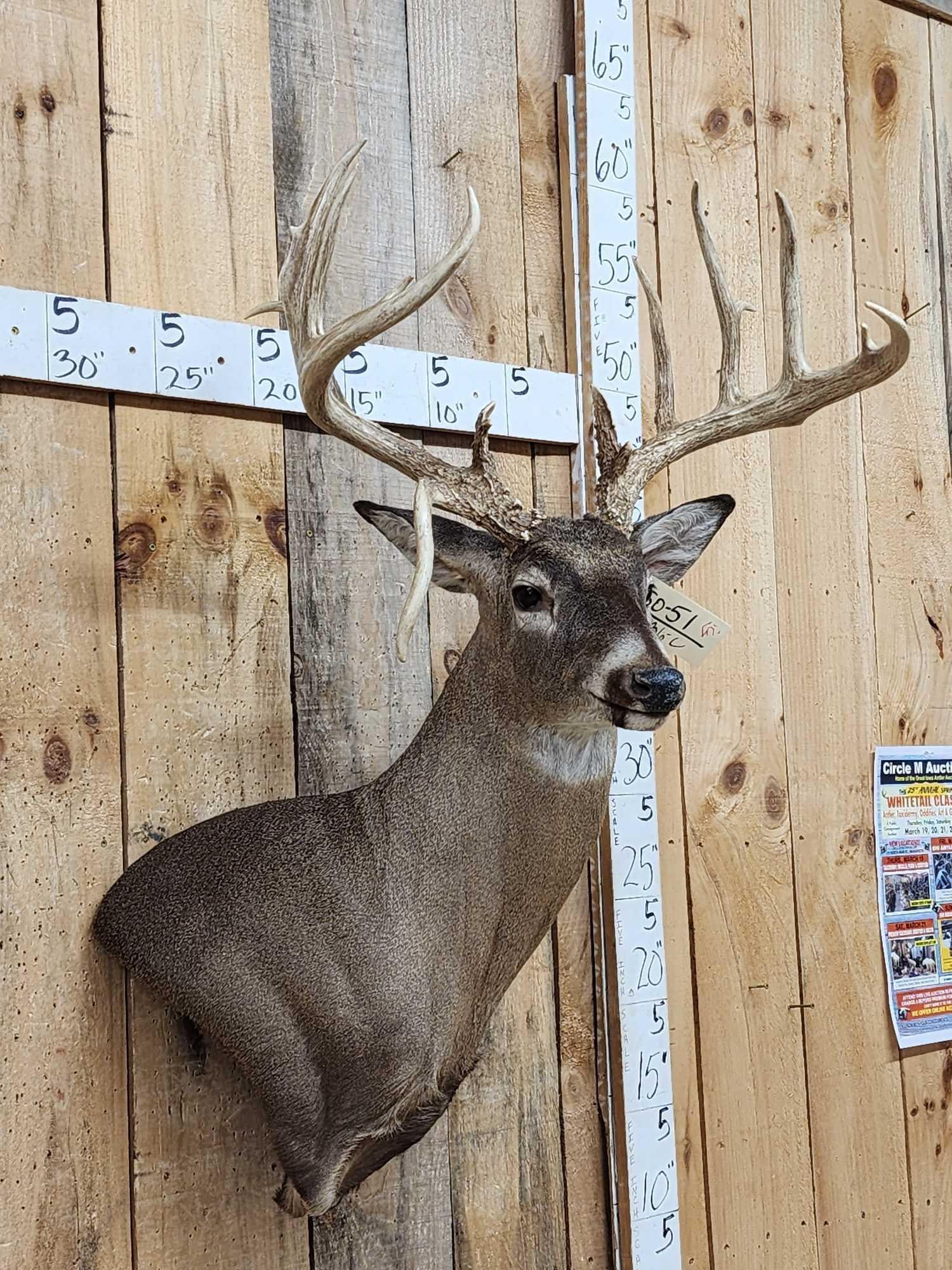 Gorgeous Wild Main Frame 6x6 Whitetail Shoulder Mount Taxidermy - 2