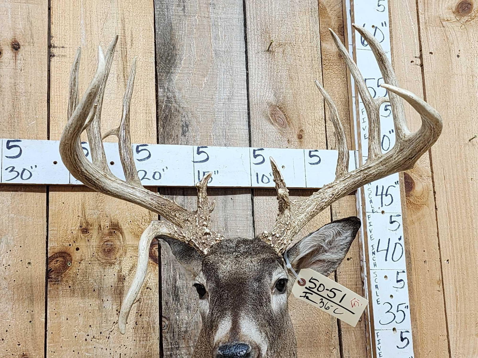 Gorgeous Wild Main Frame 6x6 Whitetail Shoulder Mount Taxidermy - 3