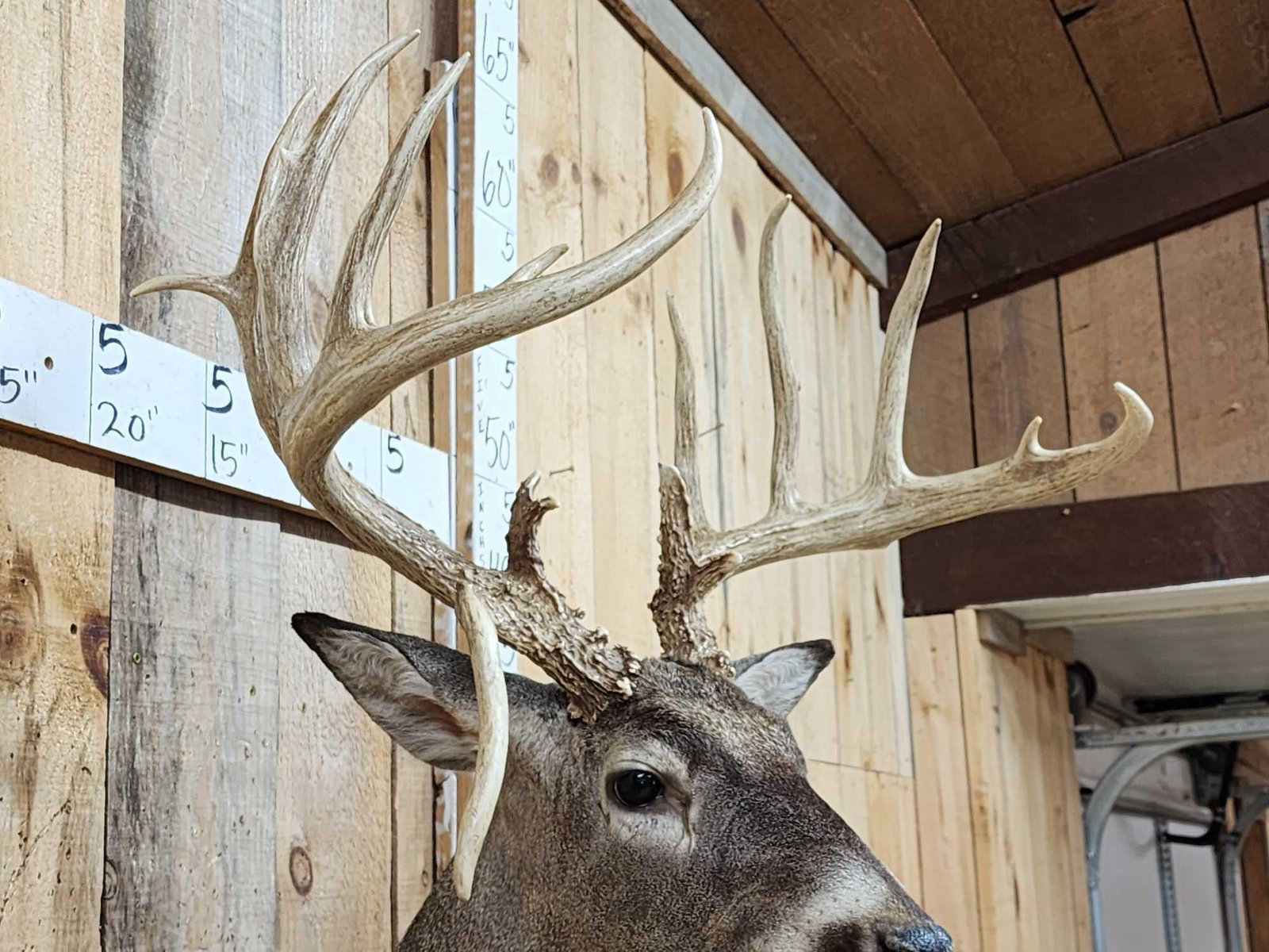 Gorgeous Wild Main Frame 6x6 Whitetail Shoulder Mount Taxidermy - 4